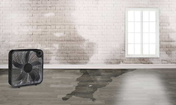 Best Water damage restoration near me  in Frazier Park, CA